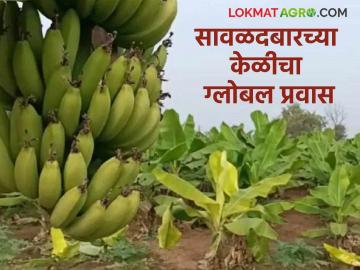 Farmer Success Story : सावळदबारच्या केळीची आंतरराष्ट्रीय झेप; थेट इराण बाजारात विक्री वाचा सविस्तर - Marathi News | latest news Farmer Success Story: Savaldabar's banana makes international leap; Direct sale in Iranian market Read in detail | Latest News at Lokmat.com