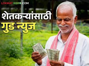 Kharif Pik Vima Yojana : खरीप २०२१-२२ : प्रधानमंत्री पीक विमा योजना; तीन वर्षांनी खुशखबर? वाचा सविस्तर - Marathi News | Kharif Pik Vima Yojana : Kharif 2021-22 : Pradhan Mantri Pik Vima Yojana; Good news after three years? Read in detail | Latest News at Lokmat.com