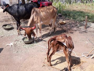 ‘राष्ट्रीय गोपाल रत्न पुरस्कार २०२३’ साठी १५ सप्टेंबरपर्यंत करा ऑनलाईन अर्ज - Marathi News | Apply online for 'National Gopal Ratna Award 2023' by September 15 | Latest agriculture News at Lokmat.com