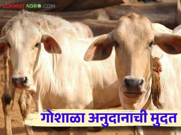 Goshala Anudan : गोशाळेतील गाय अनुदानासाठी 31 डिसेंबरपर्यंत करा अर्ज, जाणून घ्या सविस्तर  - Marathi News | Latest News Goshala Anudan Apply for Goshala grant by December 31, know the details | Latest News at Lokmat.com