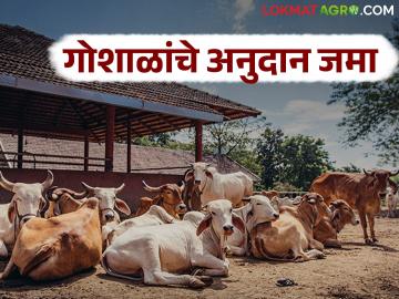 Goshala Anudan : राज्यातील ५६० गोशाळांचे तीन महिन्याचे अनुदान थेट बँक खात्यात जमा - Marathi News | Goshala Anudan : Three-month subsidy for 560 cow shelters in the state will be deposited directly into the bank accounts | Latest News at Lokmat.com Goshala Anudan : राज्यातील ५६० गोशाळांचे तीन महिन्याचे अनुदान थेट बँक खात्यात जमा - Marathi News | Goshala Anudan : Three-month subsidy for 560 cow shelters in the state will be deposited directly into the bank accounts | Latest News at Lokmat.com