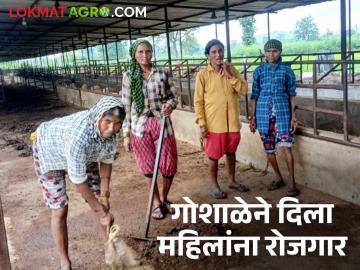 गायींचं संगोपन, महिलांना रोजगार, उत्पादनांची विक्री, भंडाऱ्याची उपक्रमशील गोशाळा  - Marathi News | Latest News Cow rearing, employment for women, sale of products, Bhandara's entrepreneurial cow shelter | Latest News at Lokmat.com