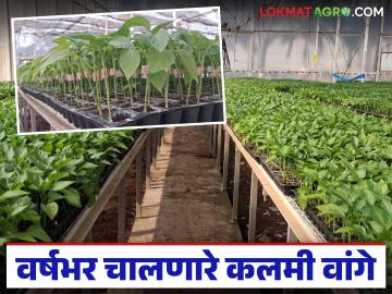 ६० दिवसांत काढणी अन् मार्केटमध्ये शंभर रुपयांपर्यंत दर; आलंय वर्षभर चालणारं 'हे' कलमी वांग - Marathi News | Harvesting in 60 days and market price up to Rs 100; 'This' grafted brinjal that lasts all year round has arrived | Latest News at Lokmat.com ६० दिवसांत काढणी अन् मार्केटमध्ये शंभर रुपयांपर्यंत दर; आलंय वर्षभर चालणारं 'हे' कलमी वांग - Marathi News | Harvesting in 60 days and market price up to Rs 100; 'This' grafted brinjal that lasts all year round has arrived | Latest News at Lokmat.com