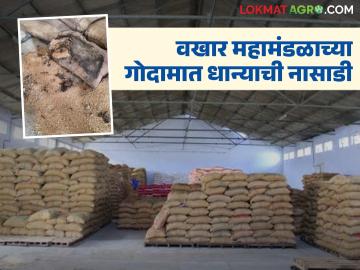 Wakhar Corporation: कीडग्रस्त धान्याचा पंचनामा करा; शेतकऱ्यांचा वखार महामंडळाला अल्टिमेटम - Marathi News | latest news Wakhar Corporation: Conduct a panchnama of pest-infested grains; Farmers issue ultimatum to Wakhar Corporation | Latest News at Lokmat.com Wakhar Corporation: कीडग्रस्त धान्याचा पंचनामा करा; शेतकऱ्यांचा वखार महामंडळाला अल्टिमेटम - Marathi News | latest news Wakhar Corporation: Conduct a panchnama of pest-infested grains; Farmers issue ultimatum to Wakhar Corporation | Latest News at Lokmat.com