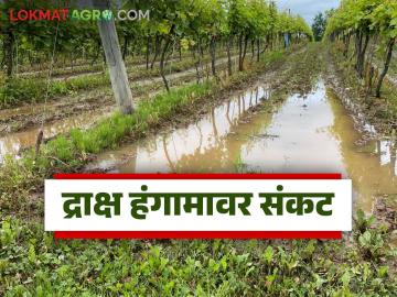 शेतकऱ्यांना द्राक्षाचा पुढील हंगाम वाया जाण्याची भीती का आहे? वाचा सविस्तर - Marathi News | Latest News Why are farmers afraid of wasting next grape farm season Read in detail | Latest News at Lokmat.com शेतकऱ्यांना द्राक्षाचा पुढील हंगाम वाया जाण्याची भीती का आहे? वाचा सविस्तर - Marathi News | Latest News Why are farmers afraid of wasting next grape farm season Read in detail | Latest News at Lokmat.com