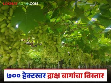 दुष्काळी पट्ट्यात ७०० हेक्टर क्षेत्रावर द्राक्ष बागांचा विस्तार; निर्यातीतून कोट्यवधींचे परकीय चलन - Marathi News | Expansion of vineyards over 700 hectares in drought-prone belt; crores of foreign exchange earned from exports | Latest News at Lokmat.com