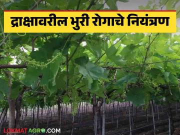 Grape Crop Management : द्राक्षावरील भुरी रोगाच्या नियंत्रणासाठी काही सोप्या टिप्स, जाणून घ्या सविस्तर  - Marathi News | Latest News bhuri rog niyatran Grape Crop Management Some simple tips to control grape blight, know in detail  | Latest News at Lokmat.com