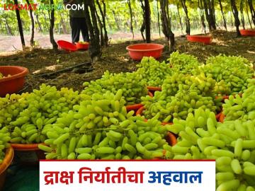 Draksh Niryat : सांगली जिल्ह्यातून कोणत्या देशात किती द्राक्षांची निर्यात; वाचा सविस्तर - Marathi News | Draksh Niryat : How many grapes are exported from Sangli district to which country; Read in detail | Latest News at Lokmat.com