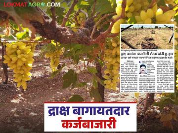 Draksha Bag : चार हजार कोटींचा द्राक्ष इंडस्ट्री धोक्यात; ३० हजार एकर द्राक्षबागांवर कुऱ्हाड - Marathi News | Draksha Bag : Four thousand crore grape industry in trouble; 30 thousand acres of grape orchard in major problem | Latest News at Lokmat.com