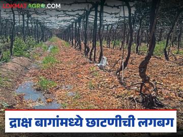 Grape Farmers : द्राक्ष बागांमध्ये छाटणीची लगबग; अतिवृष्टीत थांबलेले हात आता पुन्हा कामात व्यस्त - Marathi News | latest news Grape Farmers: Pruning is in full swing in the vineyards; Hands that were stopped due to heavy rain are now busy with work again | Latest News at Lokmat.com Grape Farmers : द्राक्ष बागांमध्ये छाटणीची लगबग; अतिवृष्टीत थांबलेले हात आता पुन्हा कामात व्यस्त - Marathi News | latest news Grape Farmers: Pruning is in full swing in the vineyards; Hands that were stopped due to heavy rain are now busy with work again | Latest News at Lokmat.com