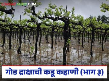 परकीय चलन व तब्बल ६ लाख हातांना रोजगार देणारी द्राक्ष इंडस्ट्री उद्ध्वस्त; तब्बल ७०० कोटी पाण्यात - Marathi News | The grape industry, which generates foreign exchange and employs 6 lakh people, has been destroyed; Rs 700 crores in water | Latest News at Lokmat.com