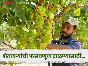 Agriculture News : शेतकऱ्यांची फसवणूक टाळण्यासाठी सर्वकष कायदा आणणार : कृषी मंत्री माणिकराव कोकाटे  - Marathi News | Latest News Agriculture News All possible laws will be brought to prevent fraud by grape farmers says Agriculture Minister Manikrao Kokate | Latest News at Lokmat.com