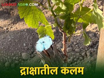 Grape Grafting द्राक्षात खुंट रोपावर कसे केले जाते कलम - Marathi News | Grape Grafting: How to grafting is done on a grape rootstock | Latest News at Lokmat.com Grape Grafting द्राक्षात खुंट रोपावर कसे केले जाते कलम - Marathi News | Grape Grafting: How to grafting is done on a grape rootstock | Latest News at Lokmat.com