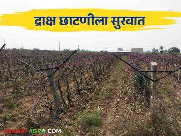 मिरज पूर्व भागात द्राक्ष छाटणीस प्रारंभ; शेतकऱ्यांना पावसाची चिंता - Marathi News | Grape pruning starts in Miraj East, farmers worry about rain | Latest News at Lokmat.com