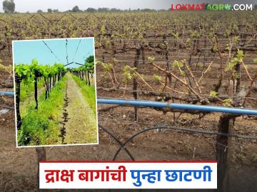 द्राक्षबागांना अवकाळीचा फटका, शेतकऱ्यांनी द्राक्षबागा पुन्हा छाटल्या; होणार का फायदा? - Marathi News | Unseasonal weather hits grape orchards, farmers prune grapes again; will it benefit? | Latest News at Lokmat.com द्राक्षबागांना अवकाळीचा फटका, शेतकऱ्यांनी द्राक्षबागा पुन्हा छाटल्या; होणार का फायदा? - Marathi News | Unseasonal weather hits grape orchards, farmers prune grapes again; will it benefit? | Latest News at Lokmat.com