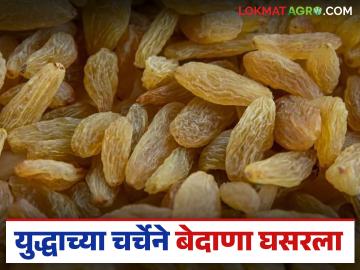 ४२० रुपये प्रतिकिलो दर मिळणाऱ्या बेदाण्याला युद्धाने आणले अडचणीत; वाचा सध्या काय मिळतोय दर? - Marathi News | The war has brought currants, which were fetching a price of Rs 420 per kg, into trouble; Read what is the current price? | Latest News at Lokmat.com