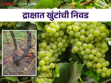 माती व पाण्याच्या परिस्थितीनुसार द्राक्ष बागेसाठी खुंटांची निवड कशी करावी? - Marathi News | How to choose rootstock in grapes according to soil and water conditions? | Latest News at Lokmat.com माती व पाण्याच्या परिस्थितीनुसार द्राक्ष बागेसाठी खुंटांची निवड कशी करावी? - Marathi News | How to choose rootstock in grapes according to soil and water conditions? | Latest News at Lokmat.com