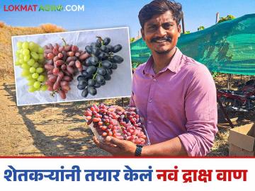 New Grape Variety : नादच खुळा! पुणे जिल्ह्यातील शेतकऱ्यांनी शेतातच तयार केलं नवं 'द्राक्ष वाण' - Marathi News | Latest news New Grape Variety sms 55 new 'grape variety making in field by Pune district Farmers | Latest News at Lokmat.com New Grape Variety : नादच खुळा! पुणे जिल्ह्यातील शेतकऱ्यांनी शेतातच तयार केलं नवं 'द्राक्ष वाण' - Marathi News | Latest news New Grape Variety sms 55 new 'grape variety making in field by Pune district Farmers | Latest News at Lokmat.com