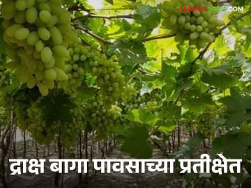 द्राक्ष उत्पादकांचे लक्ष परतीच्या पावसाकडे, शेततळी रिकामीच? - Marathi News | Grape growers' attention to the return of rain, fields empty? | Latest News at Lokmat.com
