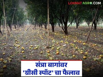 Greasy Spot Disease : संत्रा शेतीचं गणित बिघडणार? कारण आहे 'ग्रीसी स्पॉट' वाचा सविस्तर - Marathi News | latest news Greasy Spot Disease: Will the math of orange farming go wrong? The reason is 'Greasy Spot' Read in detail | Latest News at Lokmat.com