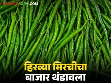 Green Chili Market : हिरव्या मिरची मार्केट अपडेट : मिरची उत्पादक शेतकऱ्यांचे 'हॉट' पीक आता थंडावले - Marathi News | latest news Green Chili Market: Green Chili Market Update: The 'hot' crop of chili farmers has now cooled down | Latest News at Lokmat.com