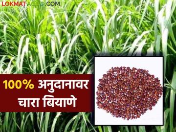 Fodder Seeds On Subsidy : शंभर टक्के अनुदानावर दुभत्या पशुधनासाठी मिळणार चारा बियाणे; 'येथे' करा अर्ज - Marathi News | Fodder Seeds On Subsidy : Fodder seeds for dairy livestock on hundred percent subsidy; Apply 'here' | Latest News at Lokmat.com