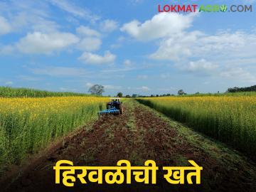 हिरवळीच्या खतांना शेतीत गाडूया, मातीला समृद्ध करूया - Marathi News | Let's plant green manures in agriculture, enrich the soil | Latest News at Lokmat.com हिरवळीच्या खतांना शेतीत गाडूया, मातीला समृद्ध करूया - Marathi News | Let's plant green manures in agriculture, enrich the soil | Latest News at Lokmat.com