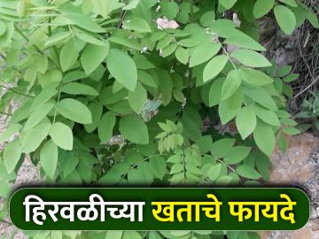 हिरवळीच्या खतांमुळे जमिनीला होतोय सेंद्रिय खतांचा पुरवठा - Marathi News | Green manures supply organic fertilizers to the soil | Latest News at Lokmat.com