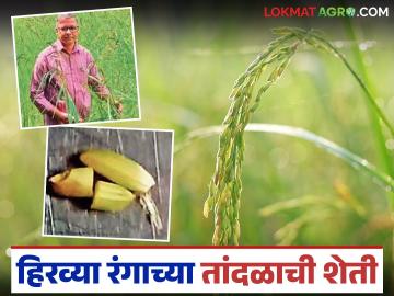 काळा, लाल, नीळा, जांभळा आणि आता हिरव्या रंगाच्या तांदळाची शेती होतेय पनवेलमध्ये; काय आहे प्रयोग? - Marathi News | Black, red, blue, purple and now green rice is being cultivated in Panvel; What is the experiment? | Latest News at Lokmat.com काळा, लाल, नीळा, जांभळा आणि आता हिरव्या रंगाच्या तांदळाची शेती होतेय पनवेलमध्ये; काय आहे प्रयोग? - Marathi News | Black, red, blue, purple and now green rice is being cultivated in Panvel; What is the experiment? | Latest News at Lokmat.com