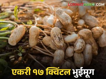 Success Story आधुनिक तंत्रज्ञानाचा वापराने भुईमुगाचे विक्रमी उत्पादन  - Marathi News | Record production of groundnut using modern technology  | Latest News at Lokmat.com