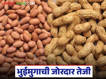 Groundnut Market : भुईमुगाची जोरदार तेजी; अजून दर वाढणार? जाणून घ्या बाजाराचा अंदाज - Marathi News | latest news Groundnut Market: Groundnut prices are rising sharply; Will prices increase further? Know the market forecast | Latest market-yard News at Lokmat.com