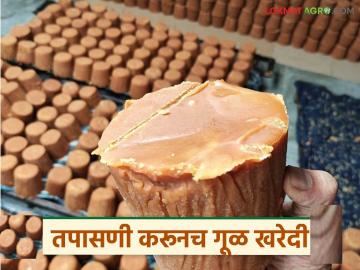 गुळात सिंथेटिक रंग आढळल्याने गूळ सौदे बंद; प्रयोगशाळेत तपासणी करूनच आता खरेदी होणार - Marathi News | Jaggery deals closed after synthetic colour found in jaggery; Now purchases will be made only after laboratory testing | Latest News at Lokmat.com
