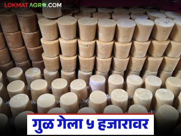 दिवाळीपूर्वीच गुळाचा गोडवा वाढला; कोल्हापूर बाजारात एक नंबर गुळाला कसा मिळतोय भाव? - Marathi News | The sweetness of jaggery increased even before Diwali; How is the number one jaggery getting the best price in the Kolhapur market? | Latest News at Lokmat.com