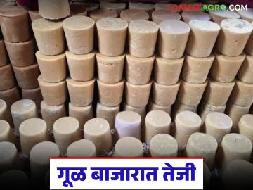 ऐन संक्रांतीत साखर घसरली मात्र गुळाचे भाव वाढले; वाचा काय मिळतोय दर? - Marathi News | Sugar prices fell during Sankranti, but jaggery prices increased; Read what is the price being offered? | Latest News at Lokmat.com