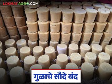 Kolhapur: कोल्हापूर बाजार समितीमध्ये सलग दुसऱ्या दिवशी गुळाचे सौदे बंद; काय आहे कारण? वाचा सविस्तर - Marathi News | Jaggery trading closed for the second consecutive day in Kolhapur Market Committee; What is the reason? Read in detail | Latest News at Lokmat.com