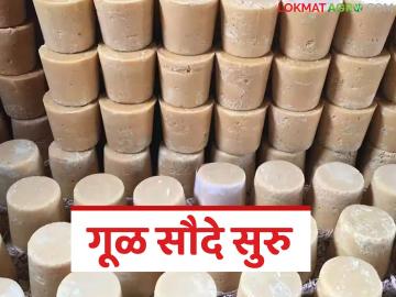 कोल्हापूर बाजार समितीत गूळ सौदे पुन्हा सुरु; वाचा सरासरी प्रतिक्विंटल काय मिळतोय दर? - Marathi News | Jaggery deals resume in Kolhapur Market Committee; What is the average price per quintal? | Latest News at Lokmat.com
