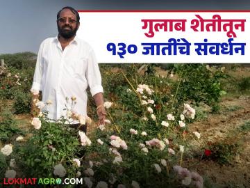 गुलाब शेतीतील राजा माणूस, तब्बल 50 वर्षे गुलाब शेतीतून 130 जातींचे संवर्धन, आजही पाच एकर गुलाबाची शेती  - Marathi News | Latest news palghar baban churi farmer cultivated 130 varieties of roses for 50 years see details | Latest News at Lokmat.com