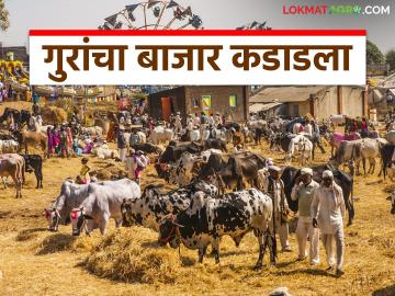 Bail Bajar : गुरांच्या बाजारात बैलजोडी, गाई- म्हशींची किंमत किती? जाणून घ्या सविस्तर - Marathi News | Latest News Animal prices increased by 5 to 10 thousand in bhandara bail bajar Know in detail | Latest News at Lokmat.com Bail Bajar : गुरांच्या बाजारात बैलजोडी, गाई- म्हशींची किंमत किती? जाणून घ्या सविस्तर - Marathi News | Latest News Animal prices increased by 5 to 10 thousand in bhandara bail bajar Know in detail | Latest News at Lokmat.com