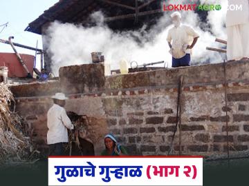 बारमाही गुऱ्हाळं चालू; रोपवाटिकेतील कांड्याबरोबरच नऊ महिन्यांच्या कोवळ्या उसाचे पण होतेय गाळप - Marathi News | Perennial sugarcane crushing continues; along with the canes from the nursery, nine month old young sugarcane is also being crushed | Latest News at Lokmat.com