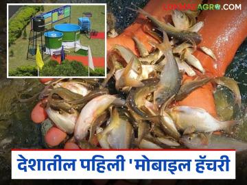 मोबाइल हॅचरी काय आहे, राज्यातील मत्स्य उत्पादक शेतकऱ्यांना कसा फायदा होईल?  - Marathi News | Latest News 'Mobile Hatchery' Portable Unit for Fish Seed Production benefits for farmer | Latest News at Lokmat.com