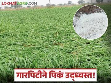 Hailstorm Crop Damage : लातूरमध्ये अचानक हवामान बदल; काढणीच्या तोंडावर वादळी पावसाचा तडाखा! - Marathi News | latest news Hailstorm Crop Damage: Sudden weather change in Latur; Stormy rain hits on the eve of harvest! | Latest News at Lokmat.com