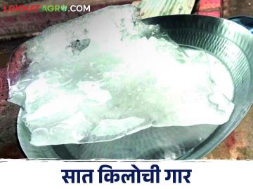 Hailstorm काय सांगताय? या गावात पडली तब्बल सात किलोची गार - Marathi News | What is Hailstorm saying? As much as seven kilos of hail fell in this village | Latest News at Lokmat.com