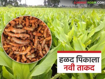 Halad Crop : हळद पिकाला मोठा बूस्ट; हिंगोलीमध्ये संशोधन केंद्राला २.५४ कोटींची मदत वाचा सविस्तर - Marathi News | latest news Halad Crop: Big boost for turmeric crop; Rs 2.54 crore assistance to research center in Hingoli Read in detail | Latest News at Lokmat.com