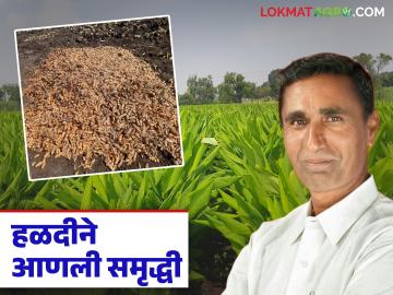 नऊ महिन्यात तब्बल साडेअकरा लाखांचे उत्पन्न; हळद पिकात 'या' शेतकऱ्याने केली किमया - Marathi News | Income of 11.5 lakhs in nine months; 'This' farmer did alchemy in turmeric crop | Latest News at Lokmat.com