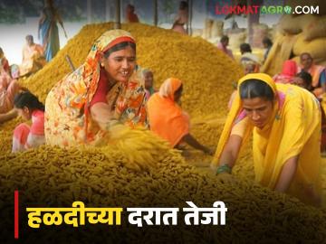 Halad Market : हळद उत्पादकांना दिलासा; वाशिम जिल्ह्यात हळदीचे दर तेजीत वाचा सविस्तर