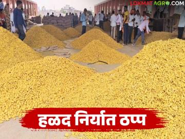 Halad Export : दुबईला जाणारी हळद थांबली! दर २,५०० रुपयांनी कोसळले, वाचा कारण - Marathi News | latest news Halad Export: Turmeric going to Dubai stopped! Price fell by Rs 2,500, read the reason | Latest News at Lokmat.com