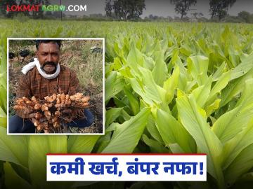 Farmer Success Story : नोकरी कशाला? फक्त अडीच एकर शेतीतून कमावले १८ लाख; जाणून घ्या या सुभाषरावांचे 'हळद' गुपित! - Marathi News | latest news Farmer Success Story: Why a job? Earned 18 lakhs from just 2.5 acres of farming; Know the 'turmeric' secret of this Subhash Rao! | Latest success-story News at Lokmat.com
