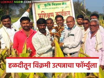 Halad Farming Formula : 'हा' फॉर्म्युला वापरा आणि हळदीतून घ्या विक्रमी उत्पादन - Marathi News | latest news Halad Farming Formula: Use this formula and get record production from turmeric | Latest News at Lokmat.com Halad Farming Formula : 'हा' फॉर्म्युला वापरा आणि हळदीतून घ्या विक्रमी उत्पादन - Marathi News | latest news Halad Farming Formula: Use this formula and get record production from turmeric | Latest News at Lokmat.com