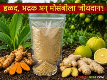 BioMix Fertilizer : हळद, अद्रक अन् मोसंबीला नवे 'जीवदान'; परभणी कृषी विद्यापीठाचा फॉर्म्युला सुपरहिट BioMix Fertilizer : हळद, अद्रक अन् मोसंबीला नवे 'जीवदान'; परभणी कृषी विद्यापीठाचा फॉर्म्युला सुपरहिट