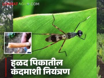 हळद पिकात कंदमाशी कशी नुकसान करते? नियंत्रणासाठी करा हे चार सोपे उपाय - Marathi News | How does rhizome fly damage to turmeric tuber? Follow these four simple steps to control it | Latest News at Lokmat.com